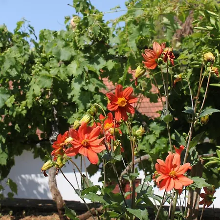 Seaside House Mavarstica, Ciovo - 9206 펜션 트로기르